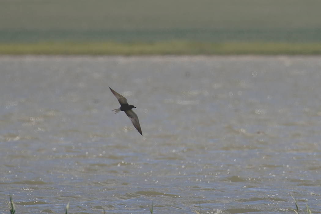 Black Tern