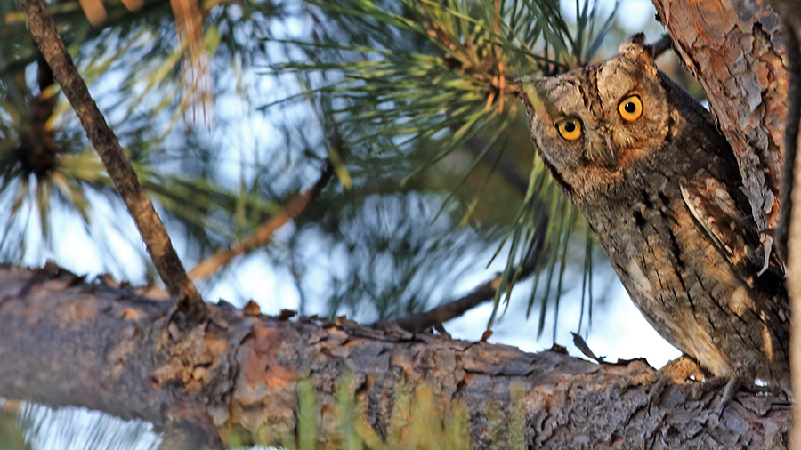 Eurasian Scops Owl