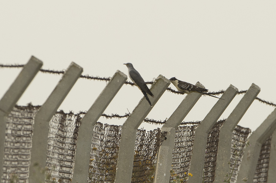 Common Cuckoo
