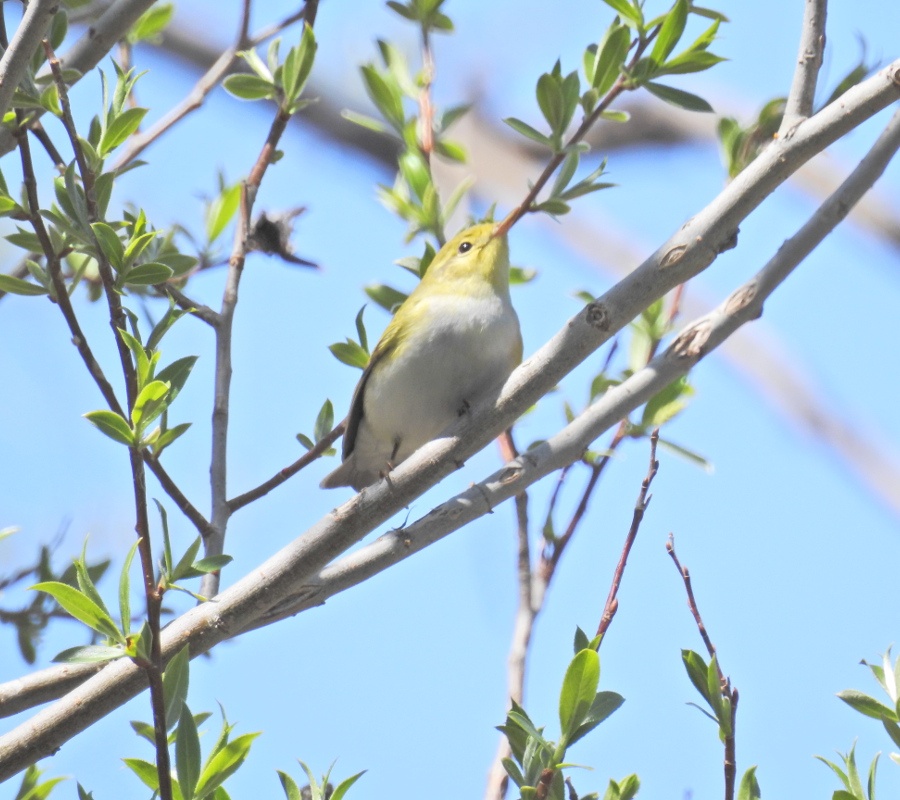 Wood Warbler