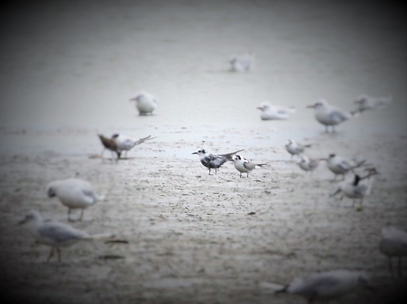 Whiskered Tern