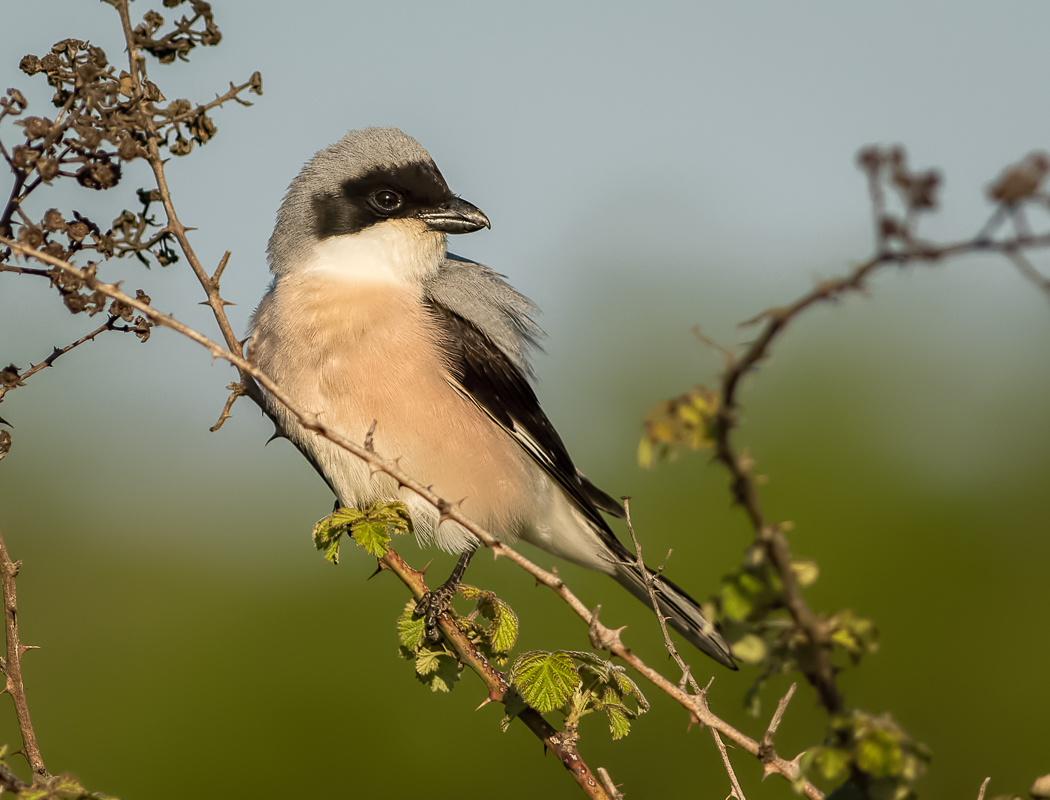 Lesser Grey Shrike