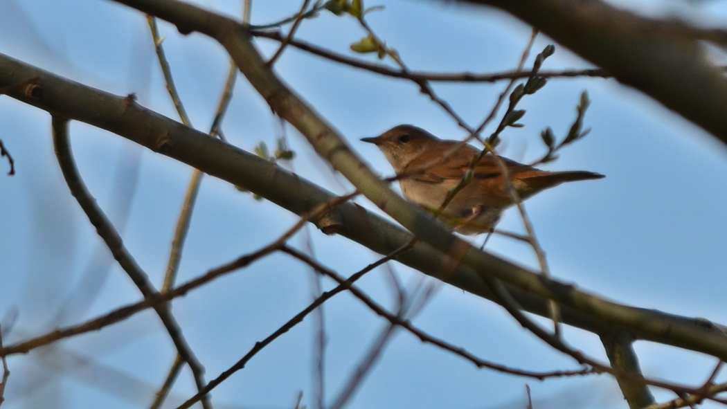 Common Nightingale