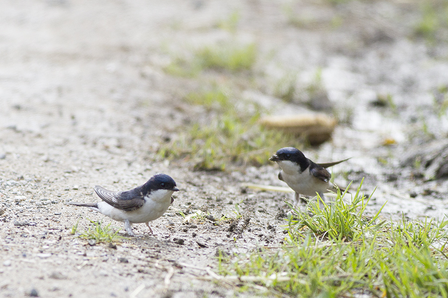 Western House Martin