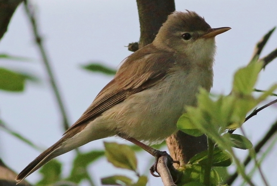 Eastern Olivaceous Warbler