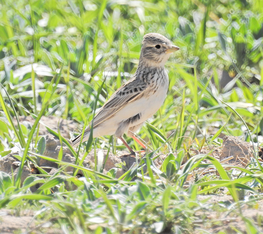 Turkestan Short-toed Lark