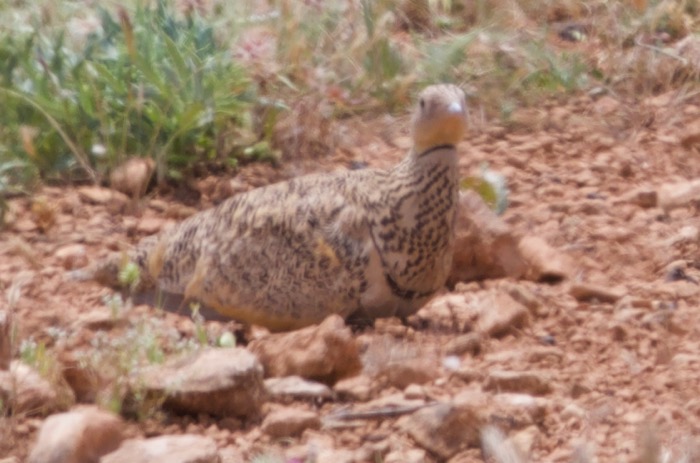 Black-bellied Sandgrouse