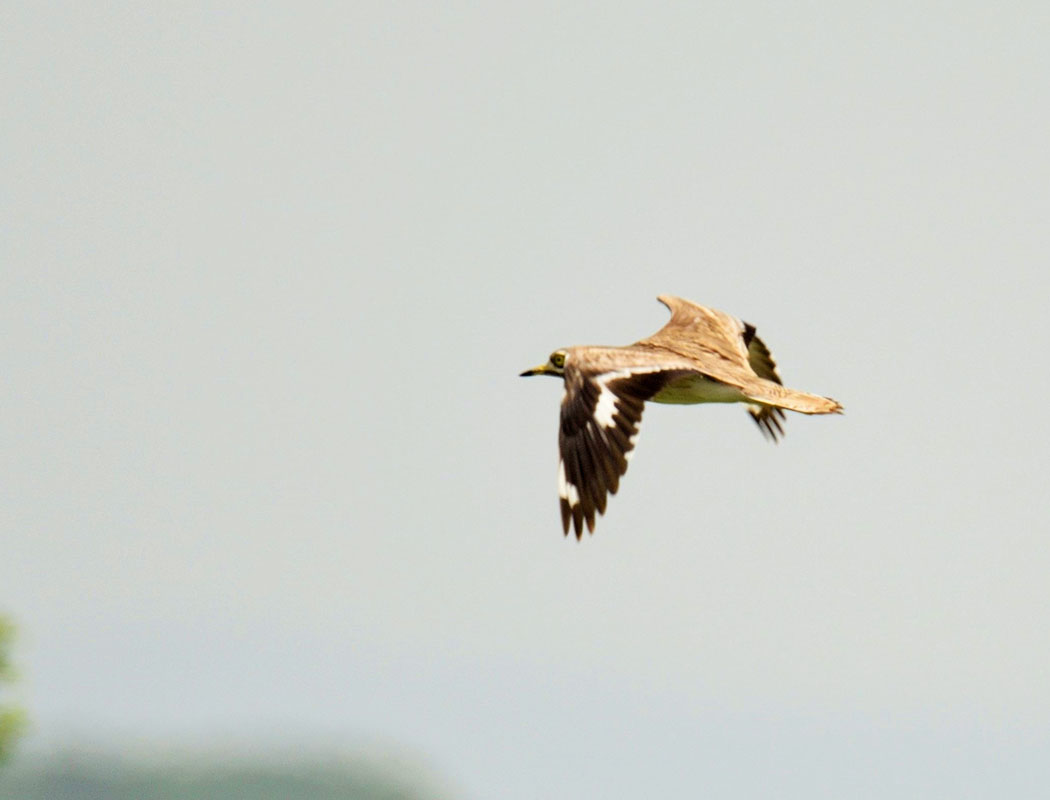 Eurasian Stone-curlew