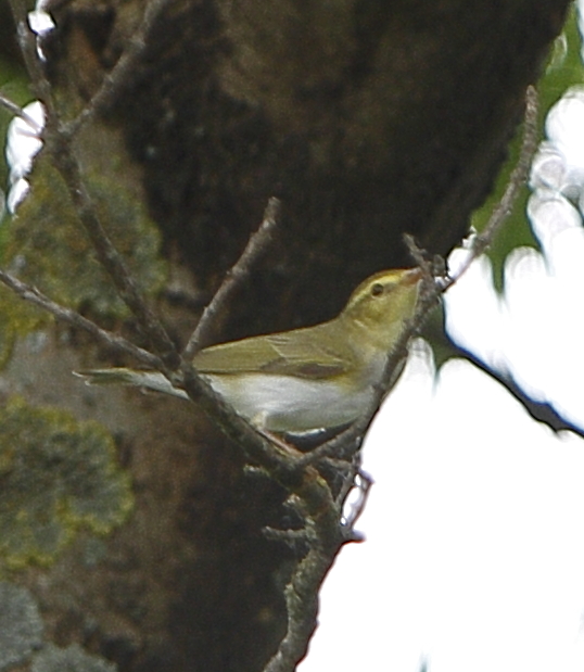 Wood Warbler
