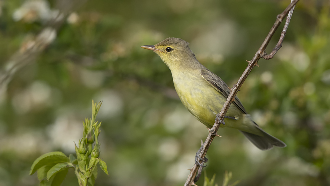 Icterine Warbler