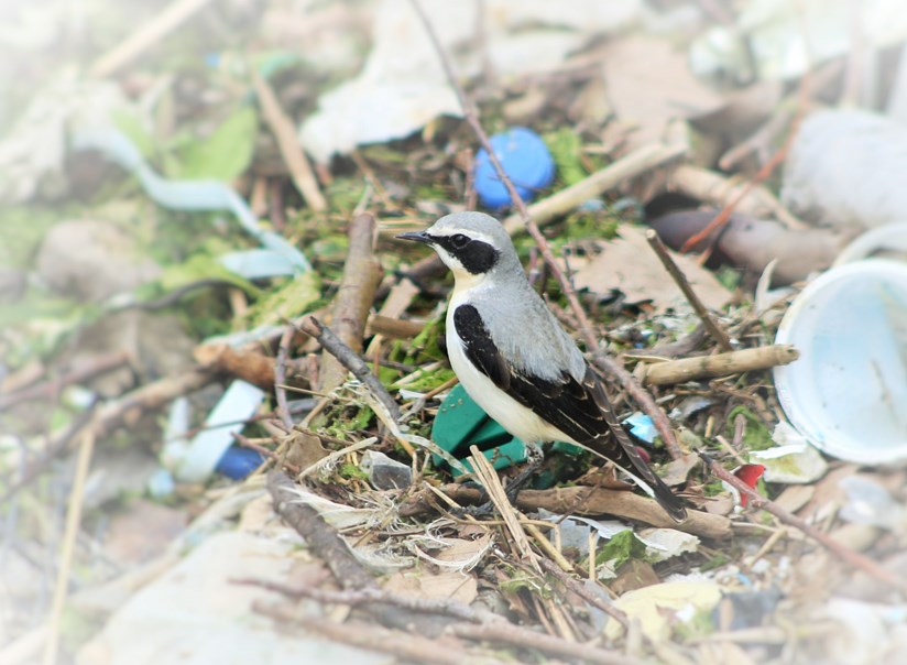 Northern Wheatear