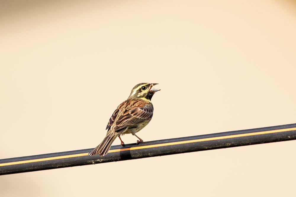 Cirl Bunting