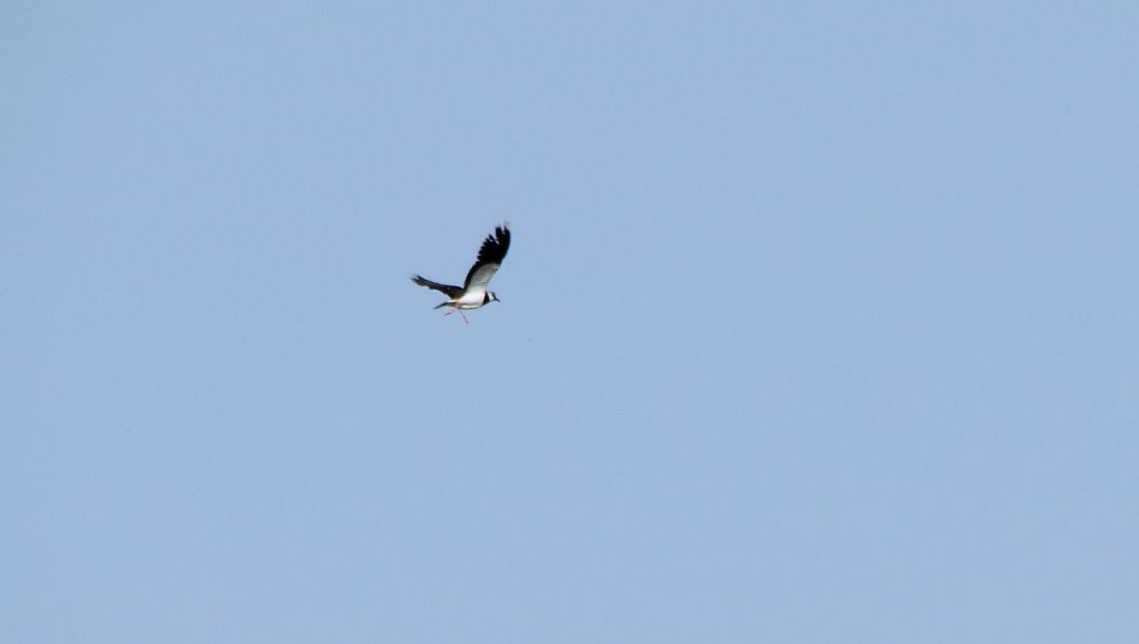 Northern Lapwing
