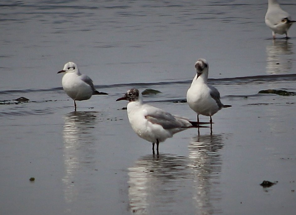 Black-headed Gull