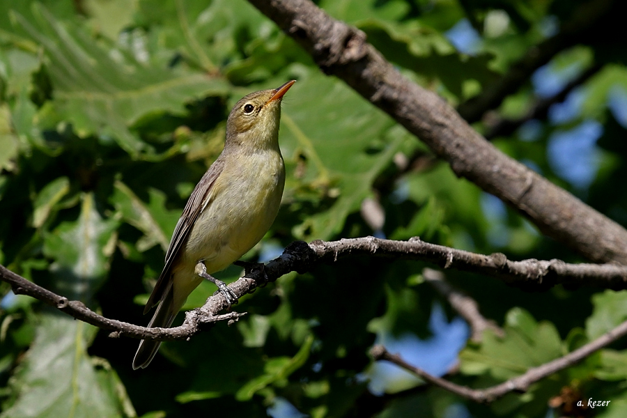 Icterine Warbler