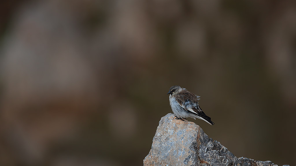 White-winged Snowfinch