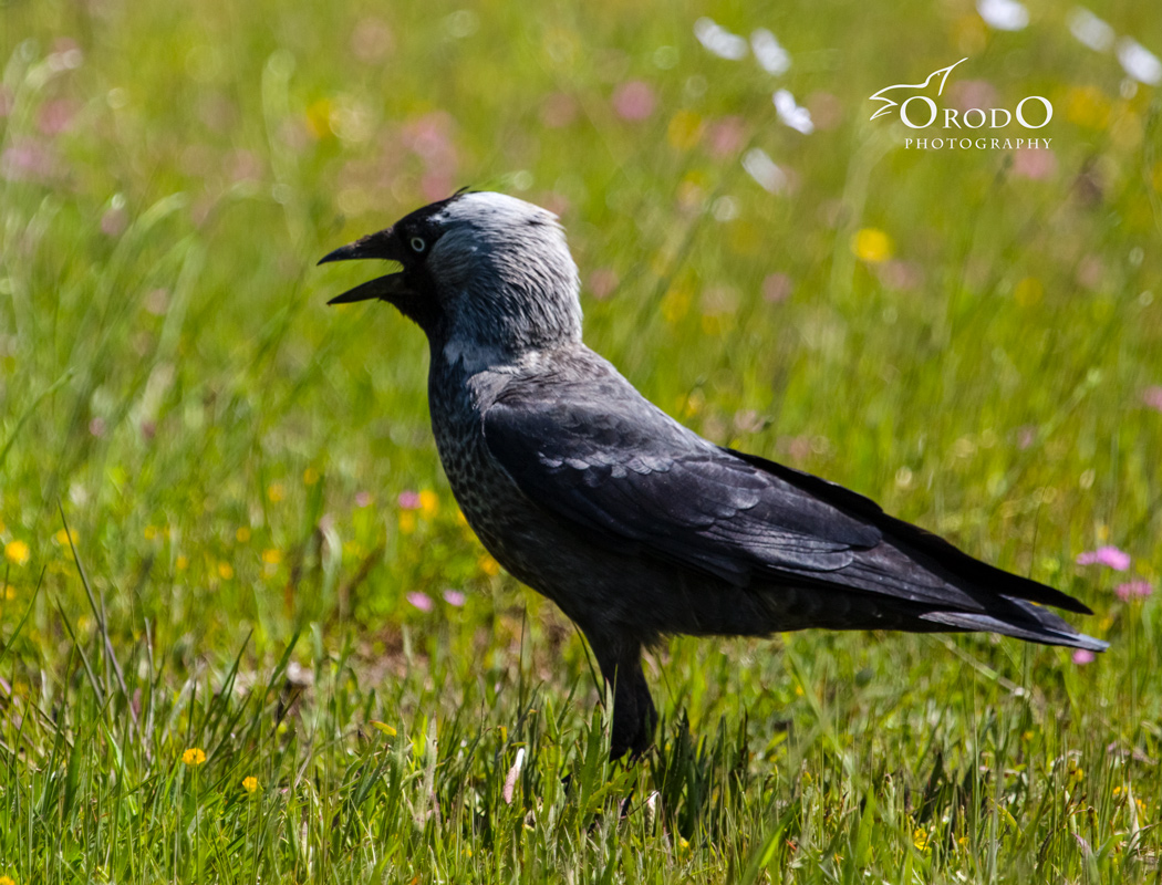 Western Jackdaw