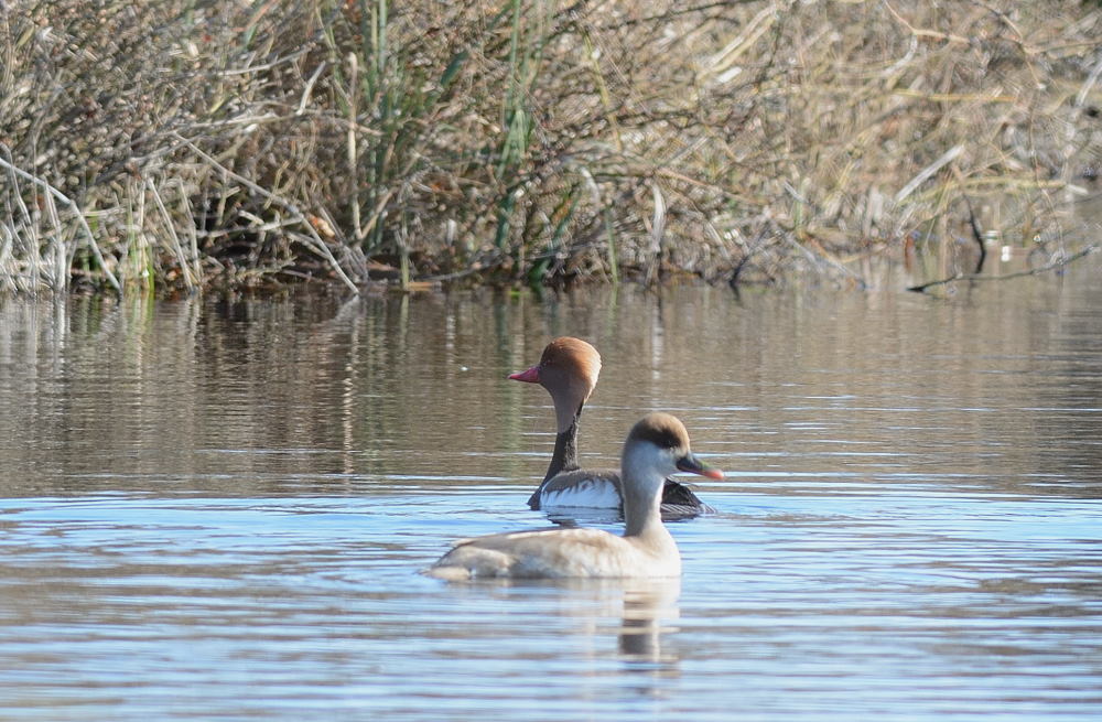 Red-crested Pochard