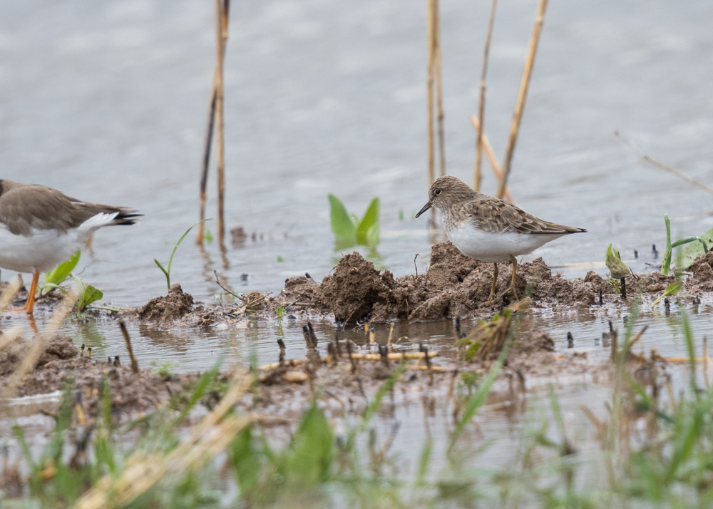 Temminck`s Stint