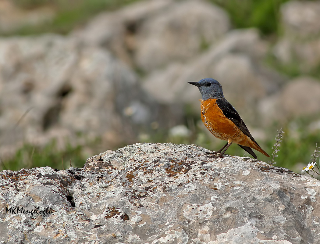 Common Rock Thrush