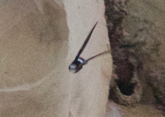 Little Swift