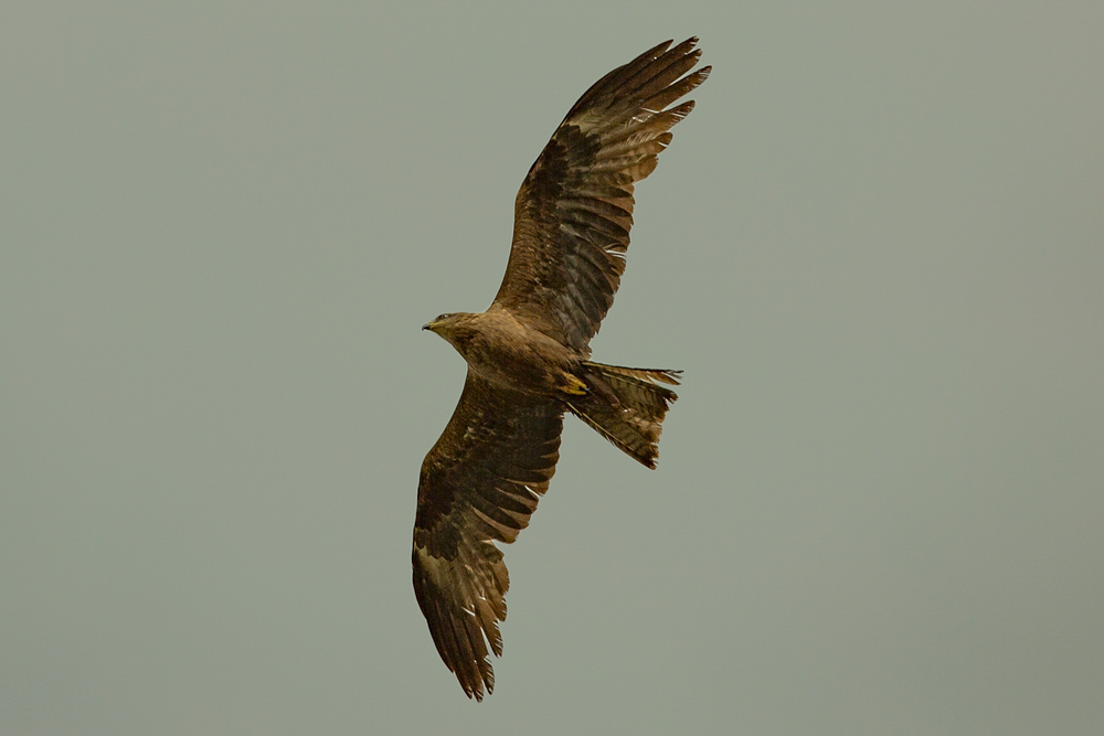 Black Kite