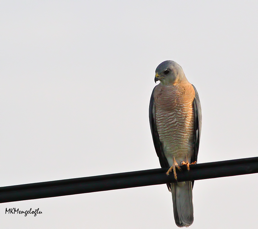 Levant Sparrowhawk