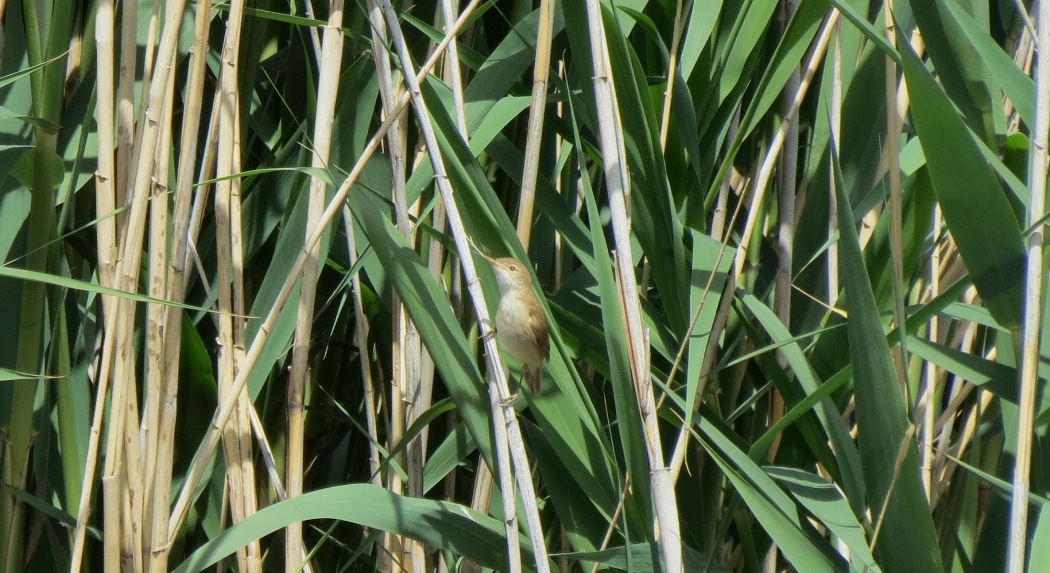 Common Reed Warbler