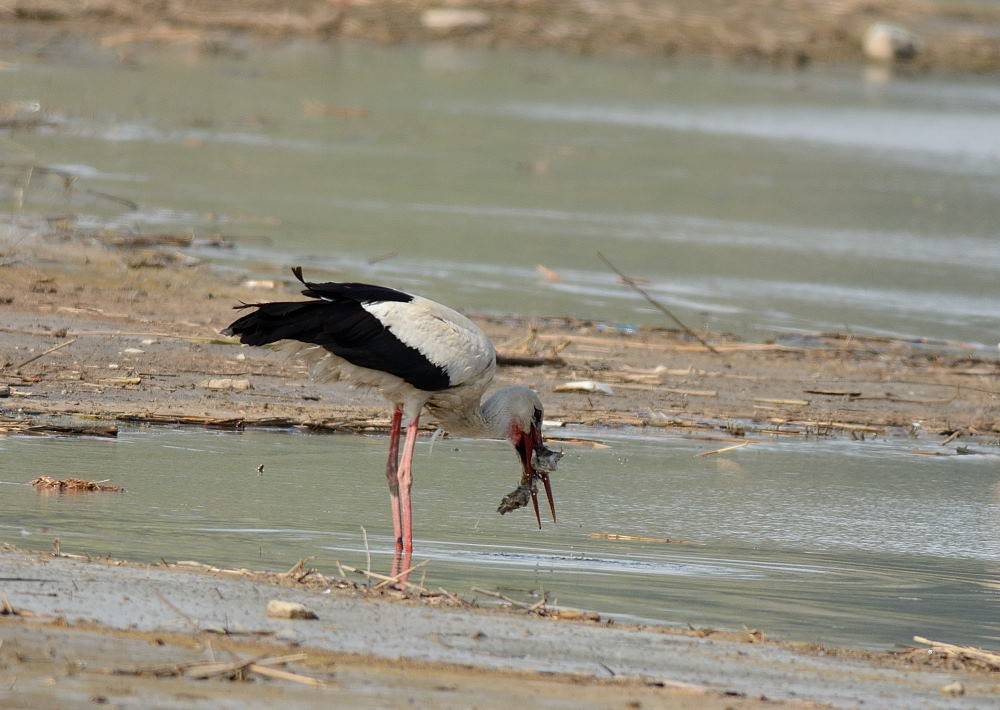 White Stork