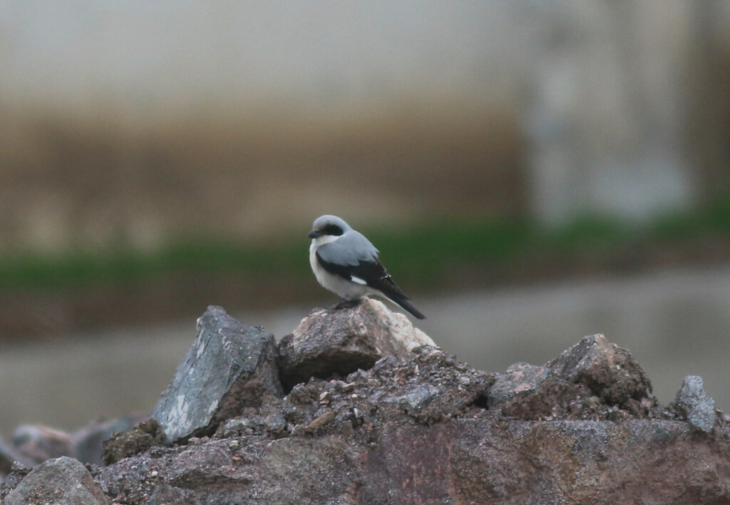 Lesser Grey Shrike