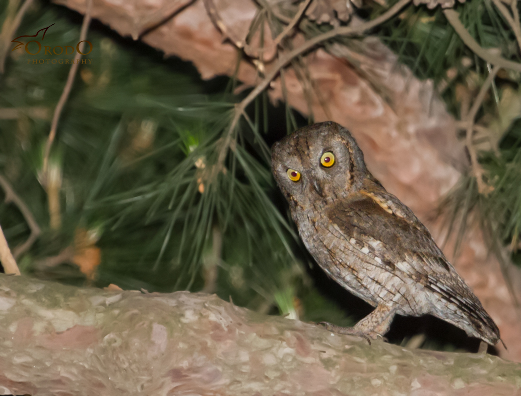 Eurasian Scops Owl
