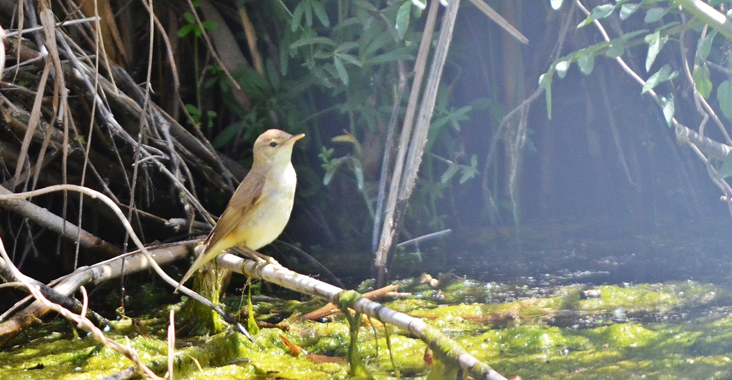 Eastern Olivaceous Warbler