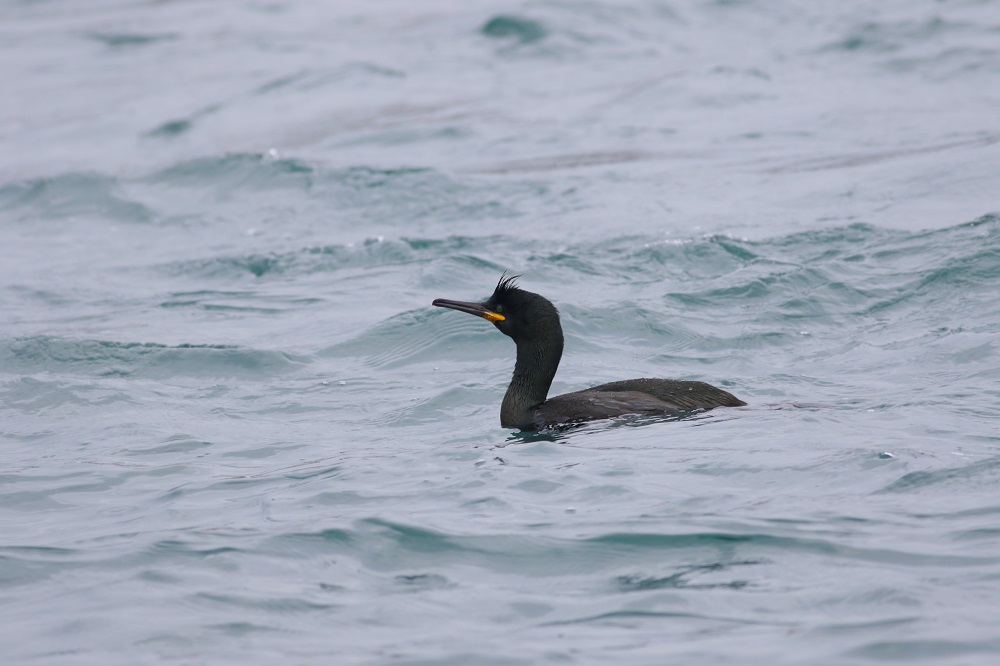 European Shag