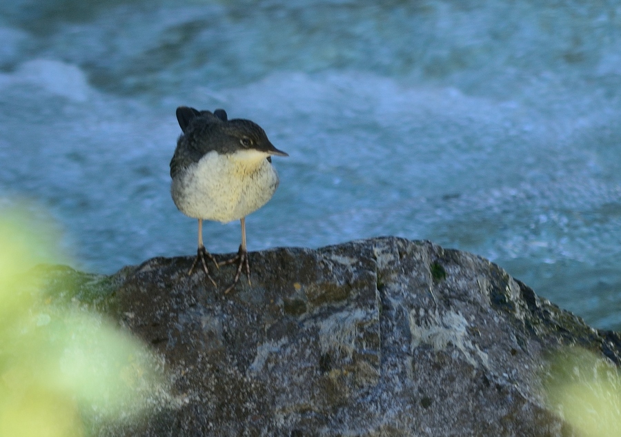 White-throated Dipper