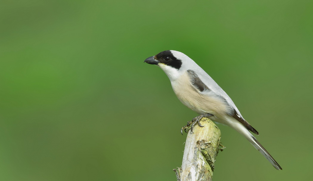 Lesser Grey Shrike