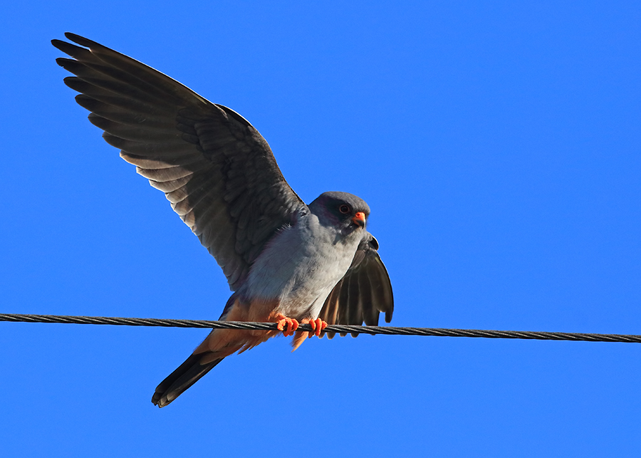 Red-footed Falcon