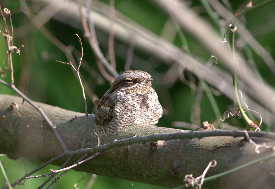 European Nightjar