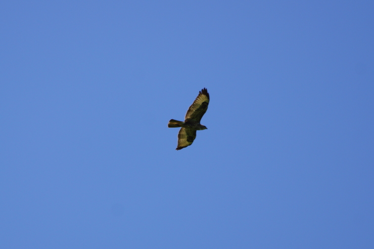 European Honey Buzzard
