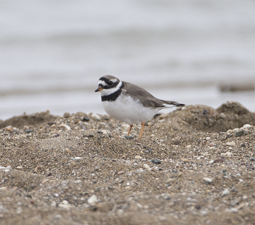 Common Ringed Plover