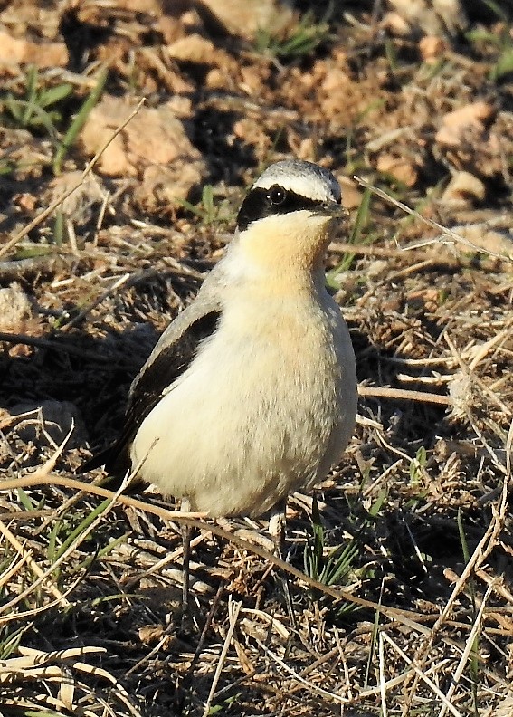 Northern Wheatear