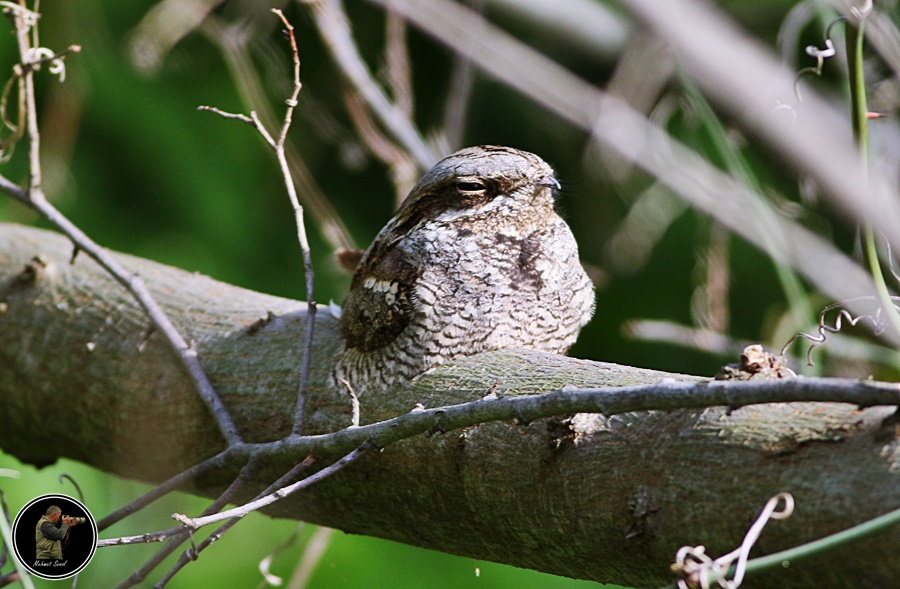 European Nightjar
