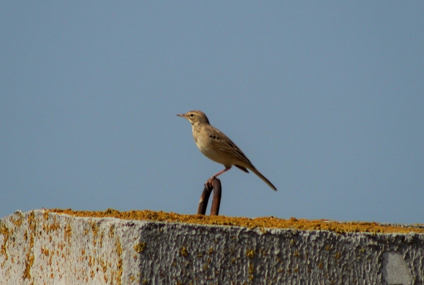 Tawny Pipit