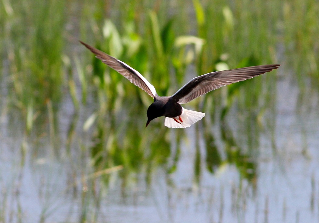 White-winged Tern