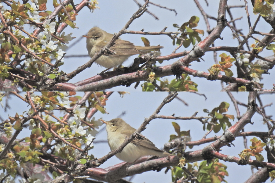 Icterine Warbler