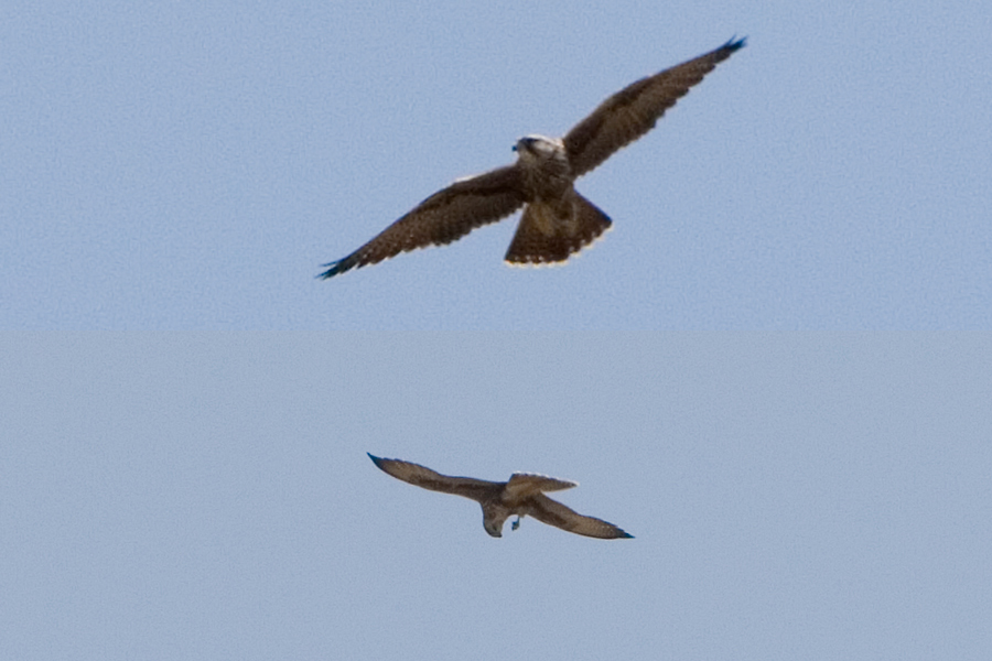 Saker Falcon