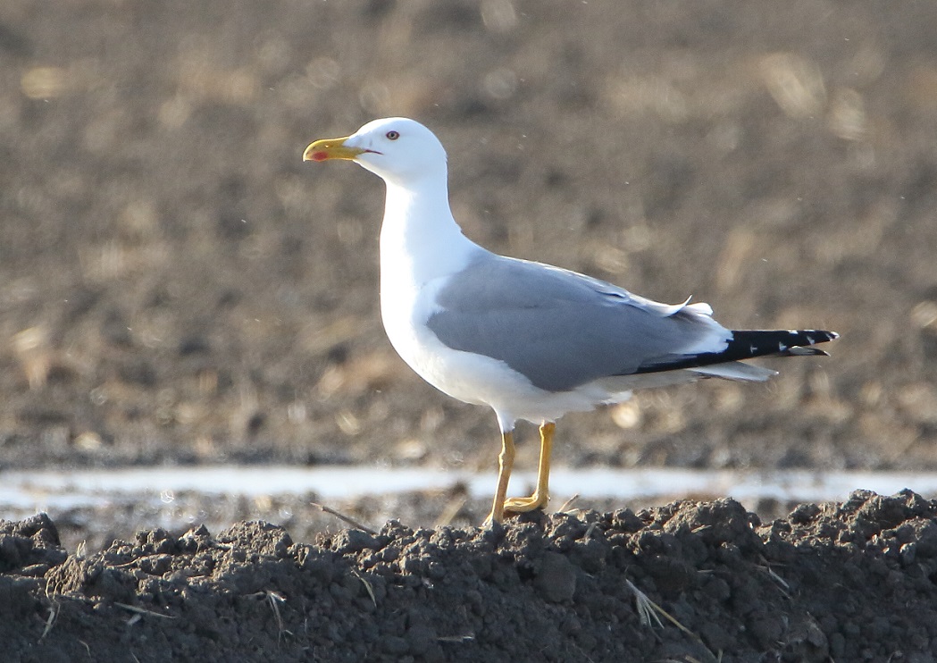 Yellow-legged Gull