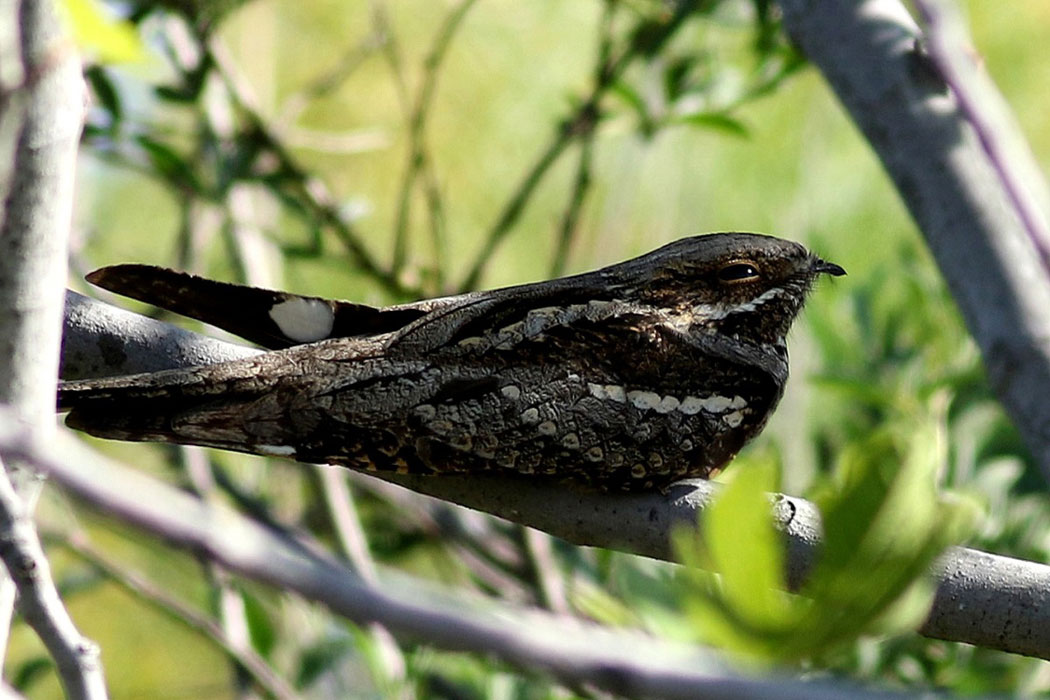 European Nightjar