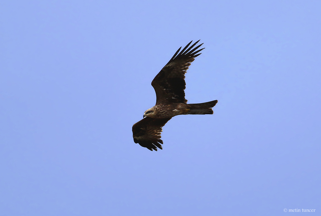 Black Kite