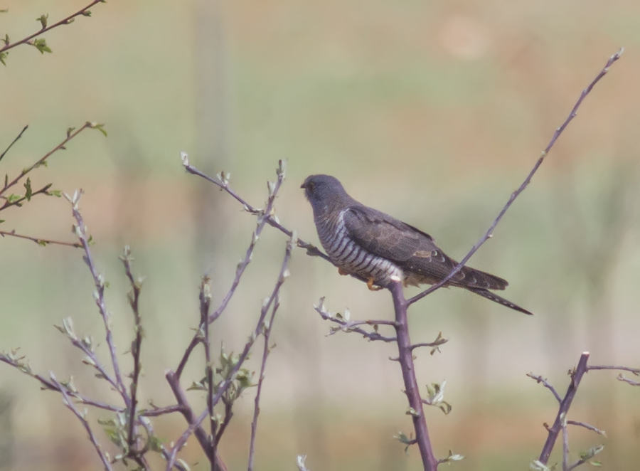 Common Cuckoo