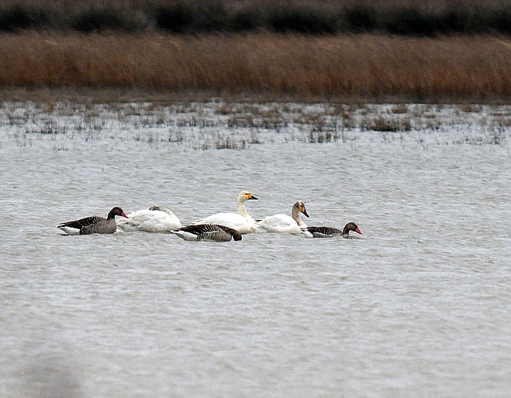 Tundra Swan
